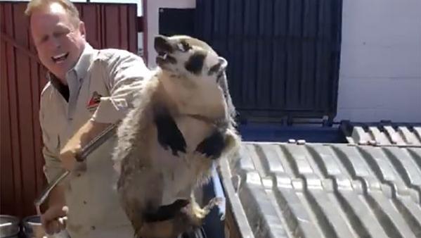 Badger "scared the pants off" Tucson restaurant staff